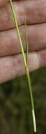 Eriophorum gracile W. D. J. Koch resmi