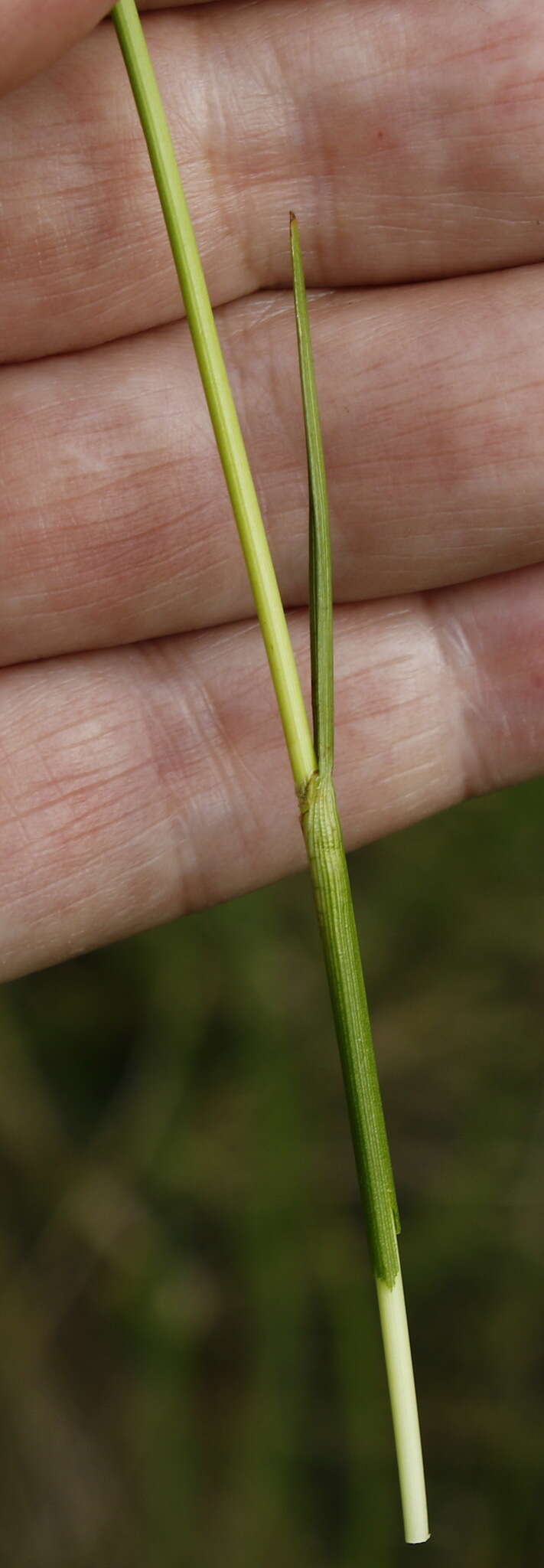 Eriophorum gracile W. D. J. Koch resmi