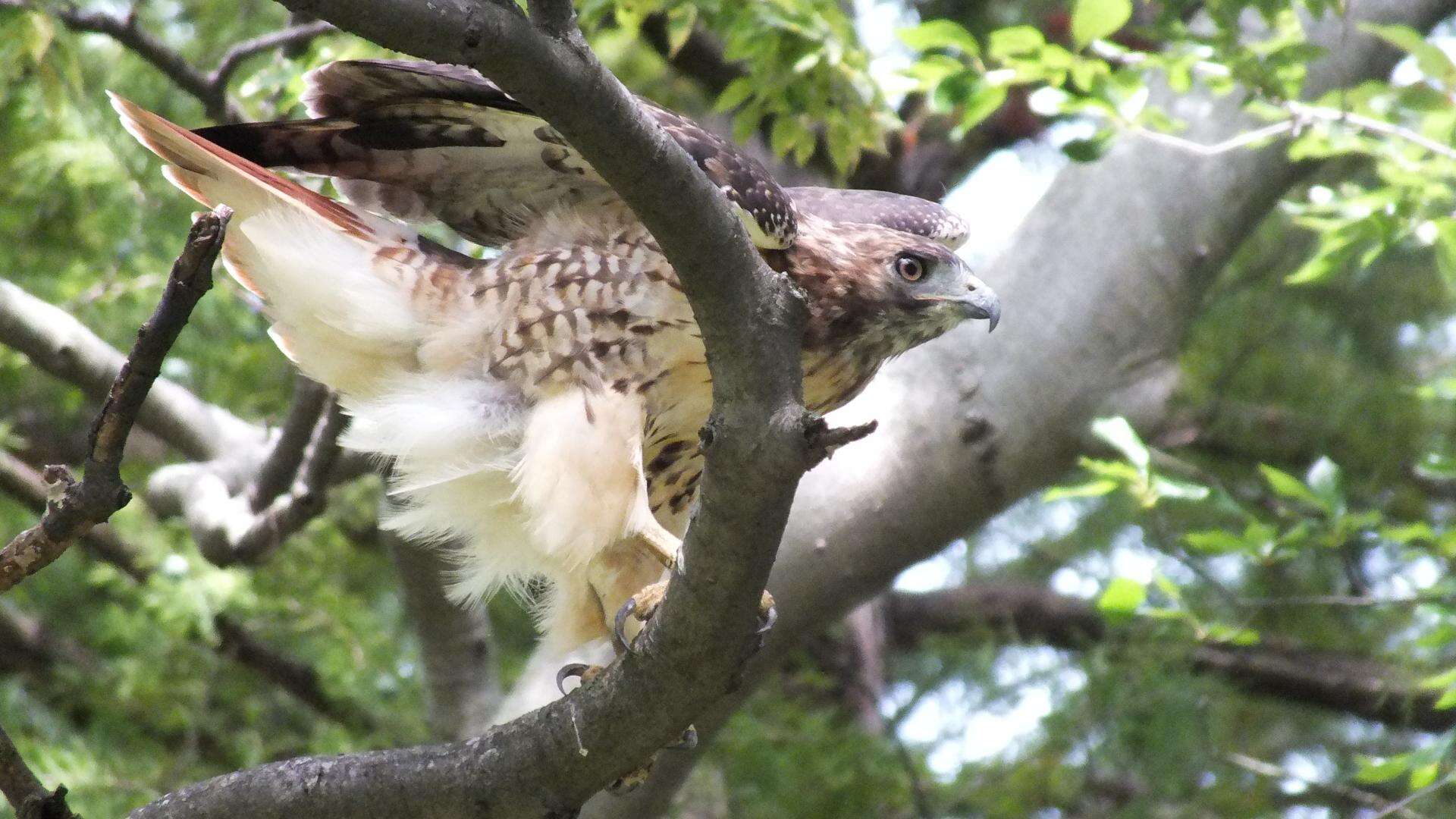 Image of Red-tailed Hawk