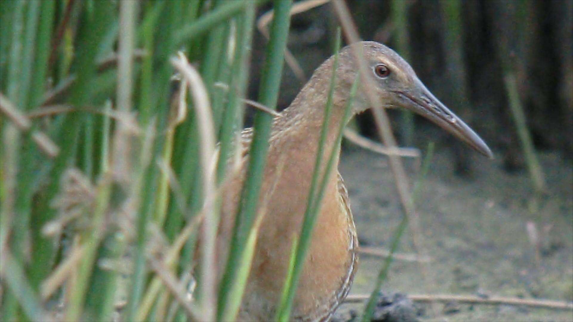 Image of King Rail