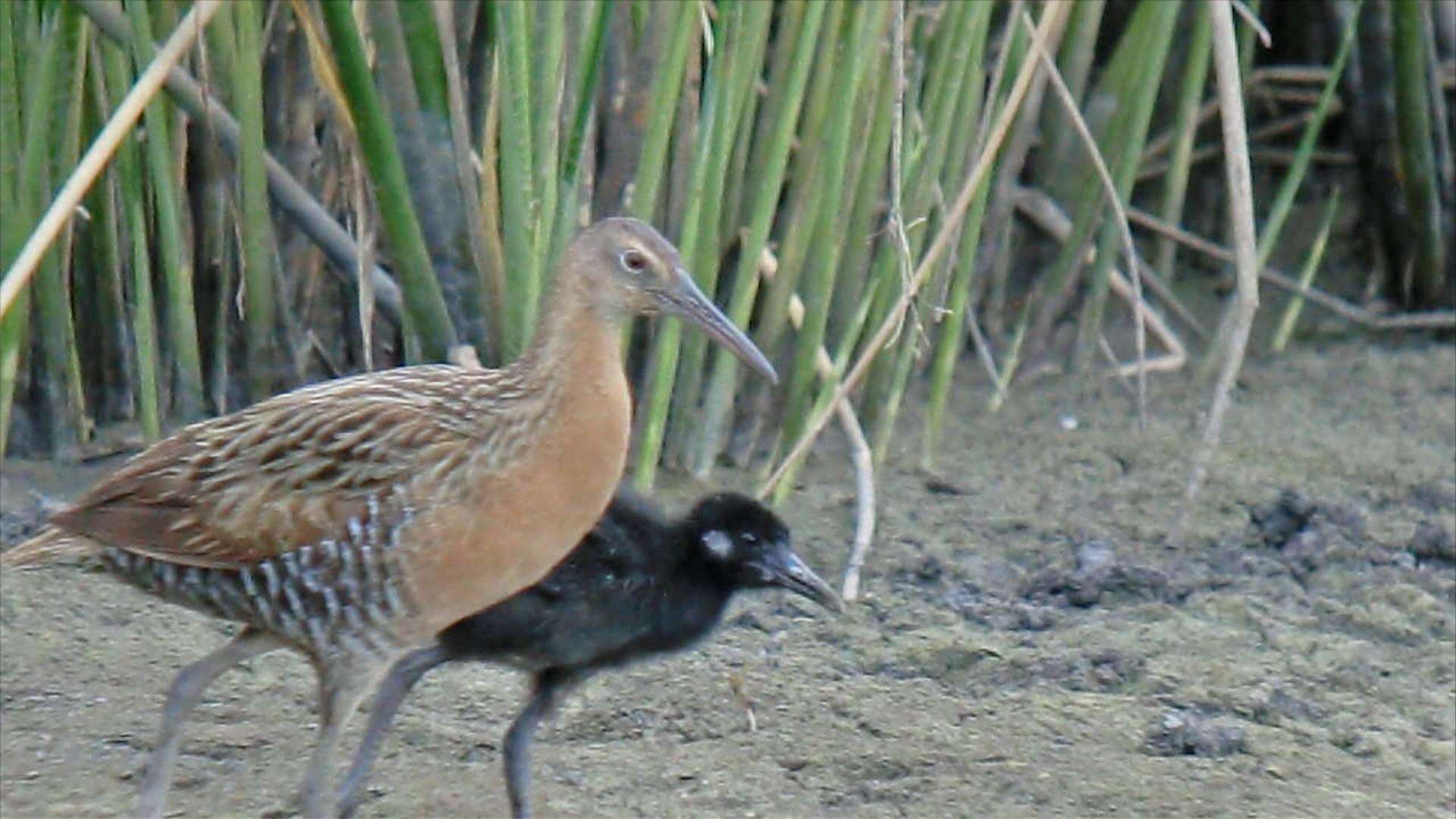 Image of King Rail