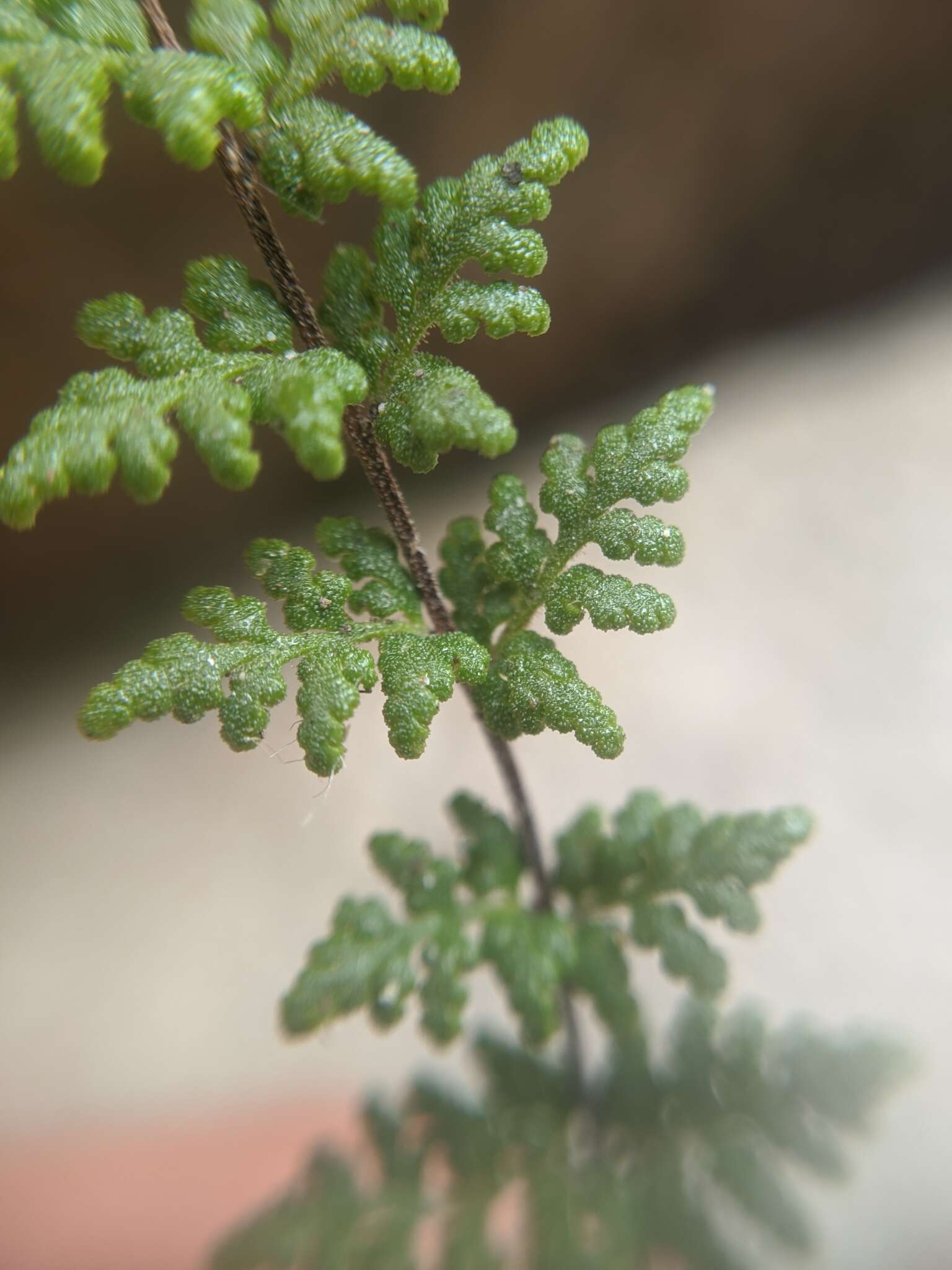 Image of viscid lipfern