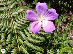 Image of Geranium schiedeanum Schltdl.