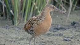 Image of King Rail