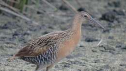 Image of King Rail