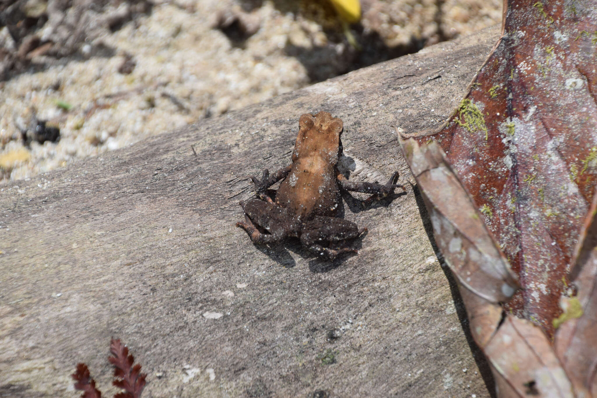 Image of Sulawesian Toad