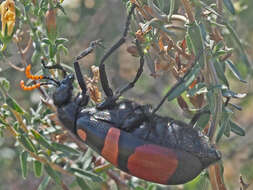 Image of <i>Hycleus haemactus</i>