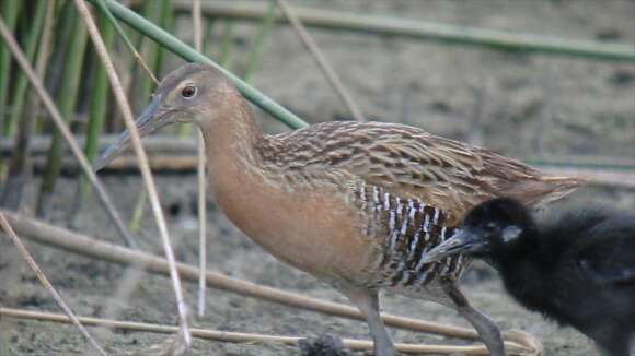 Image of King Rail