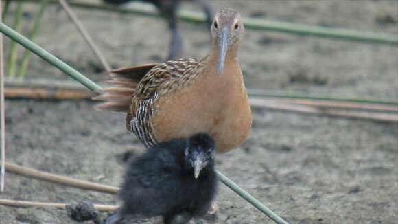 Image of King Rail