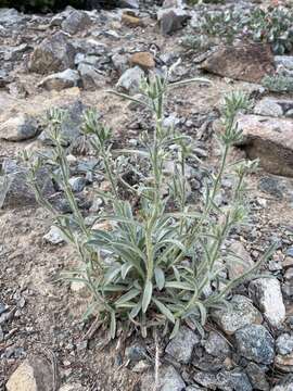 Image of Thompson's cryptantha