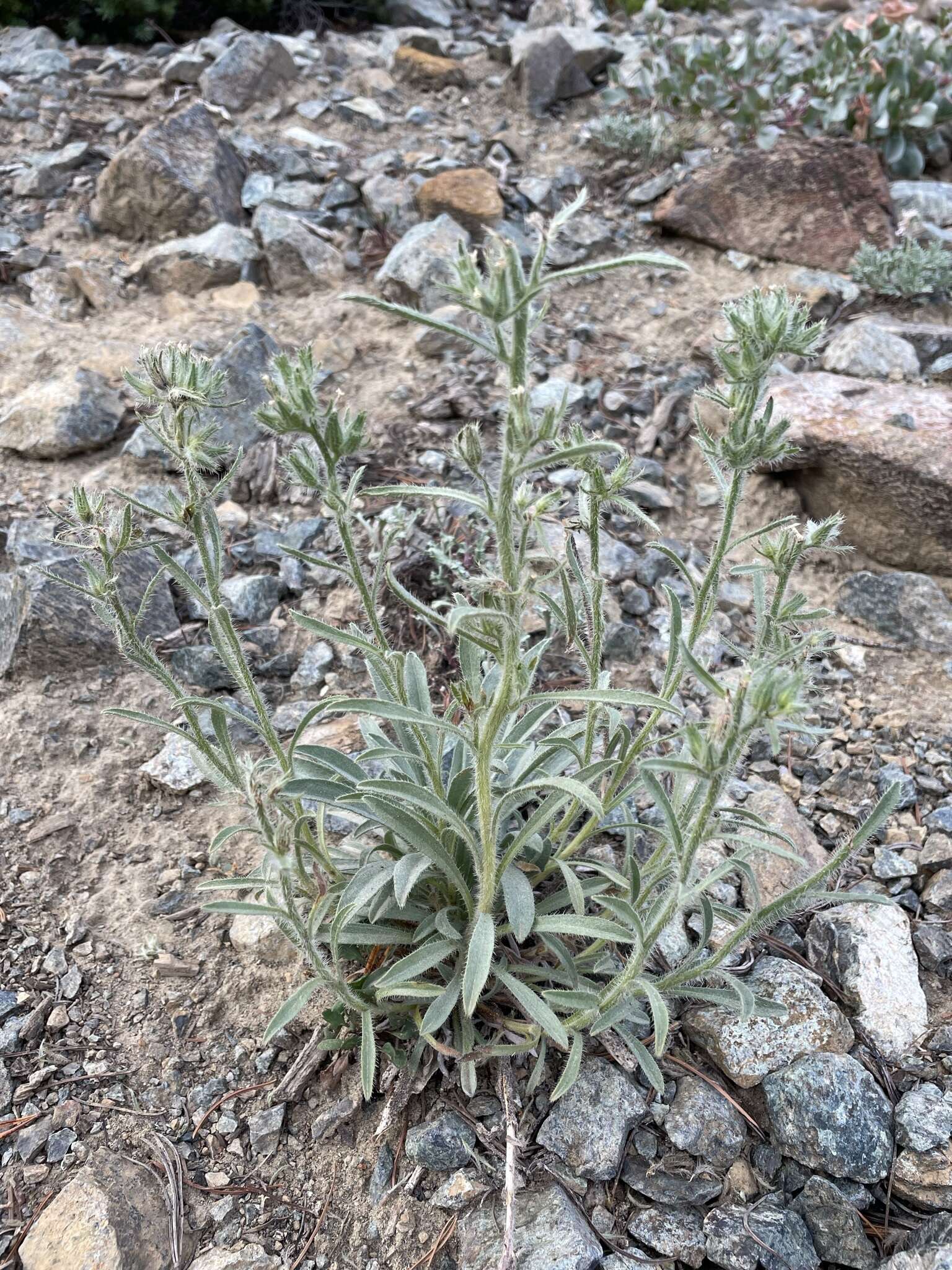 Image of Thompson's cryptantha