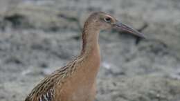 Image of King Rail