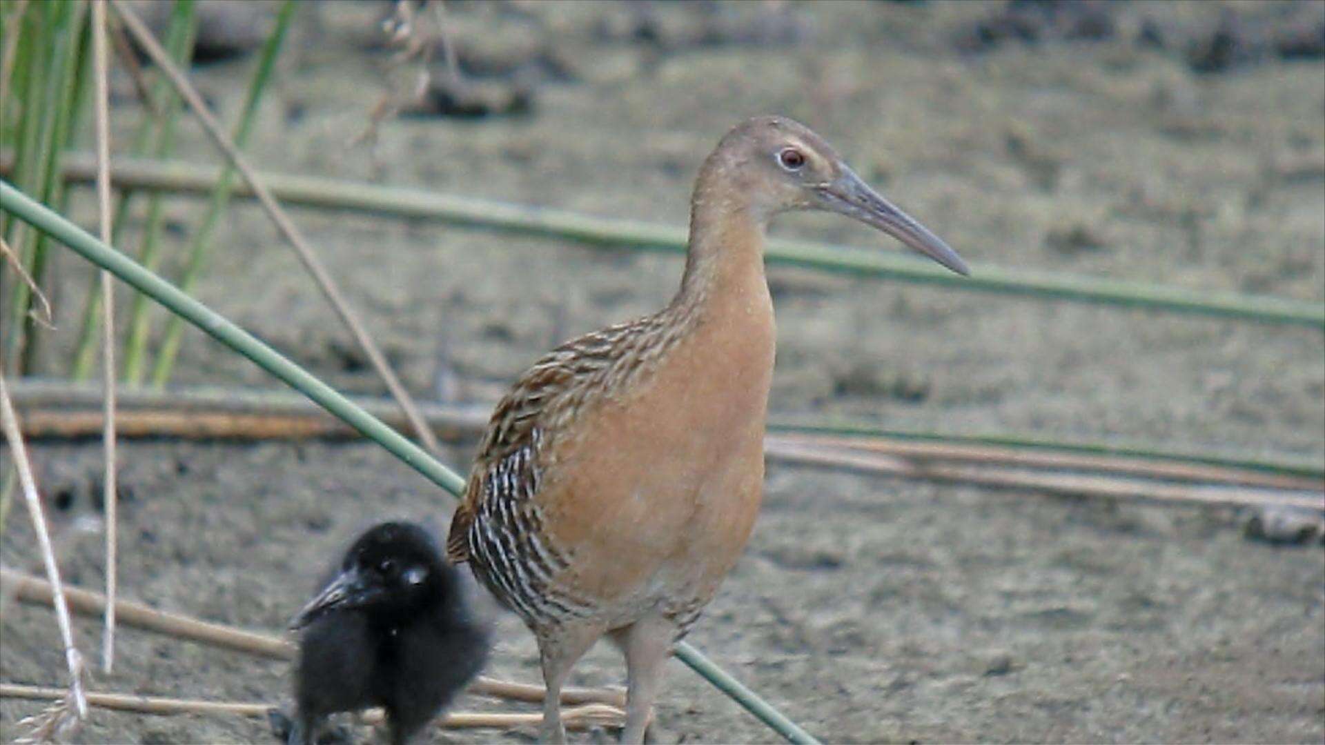 Image of King Rail