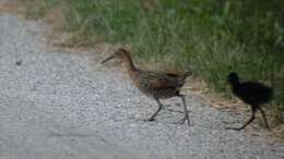 Image of King Rail