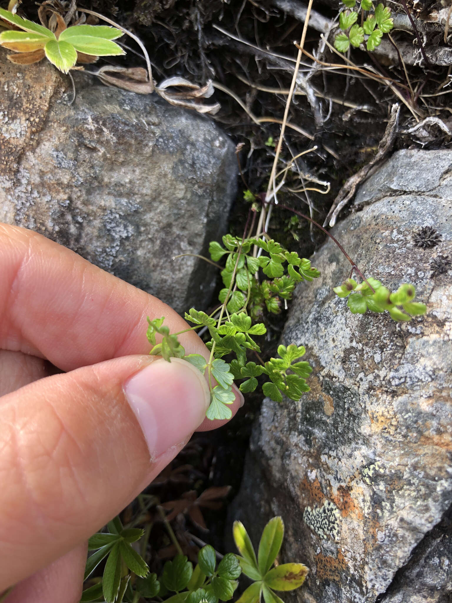 Plancia ëd Thalictrum alpinum L.