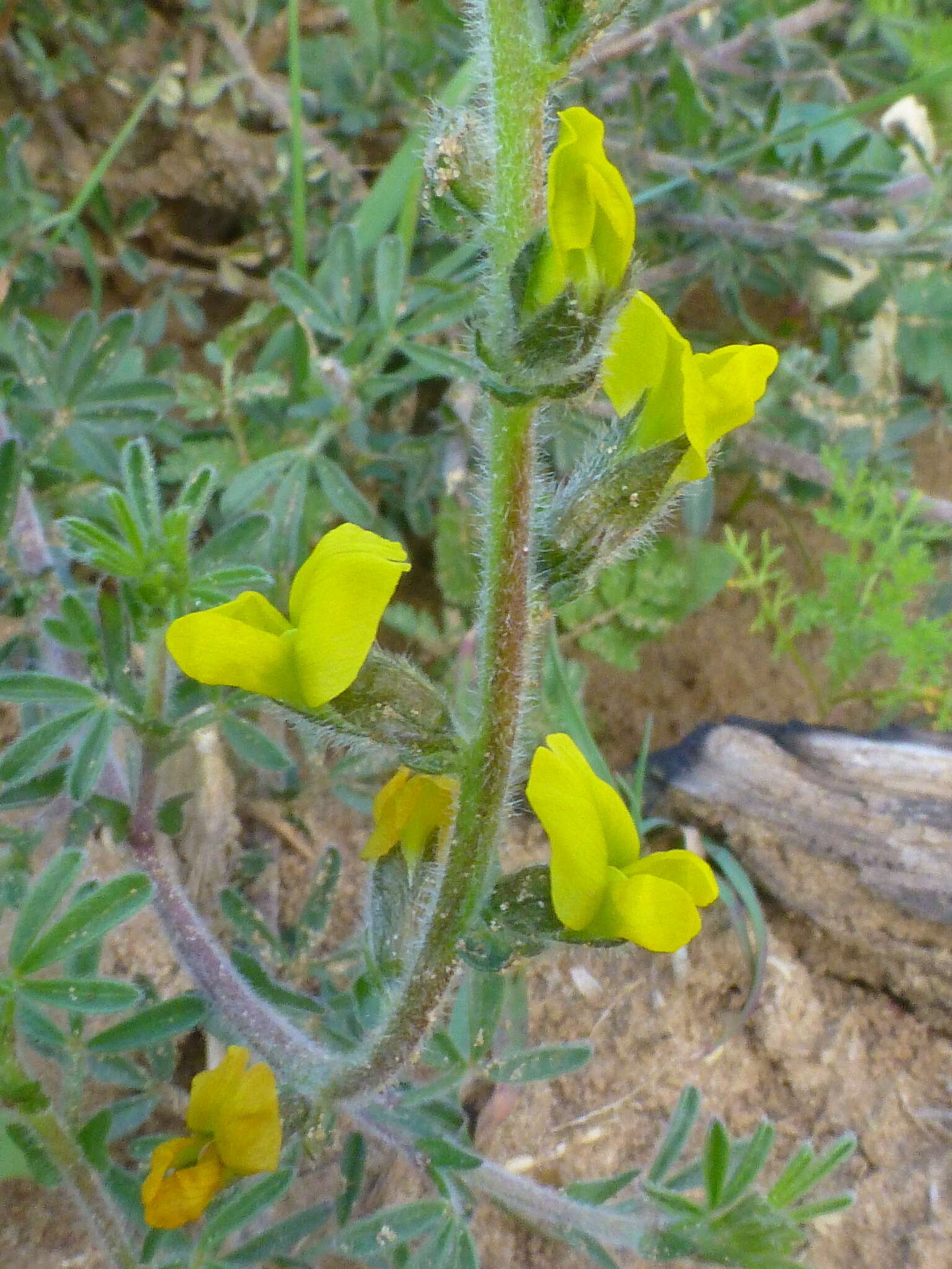 Image of Melolobium aethiopicum (L.) Druce