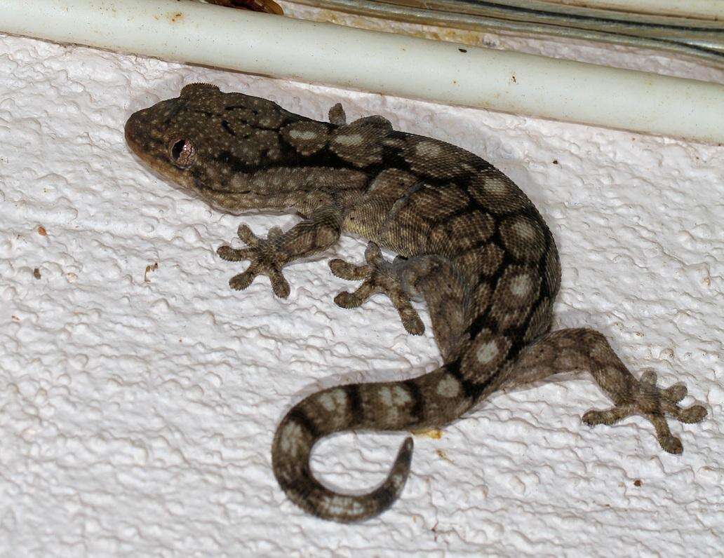 Image of Wahlberg's Velvet Gecko