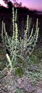 Image of slimleaf bur ragweed