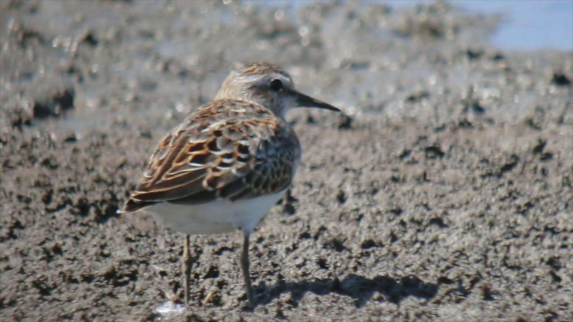 Image of Least Sandpiper