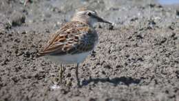 Image of Least Sandpiper