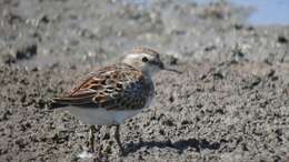 Image of Least Sandpiper