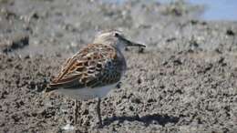 Image of Least Sandpiper