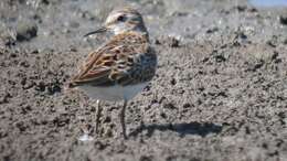 Image of Least Sandpiper