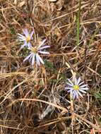 Image of Walter's aster