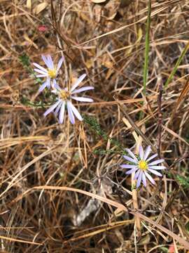 Image of Walter's aster