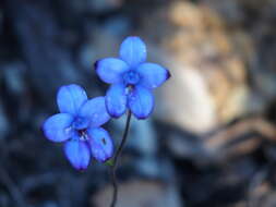 Image of Purple enamel orchid