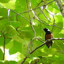 Image of White-capped Monarch