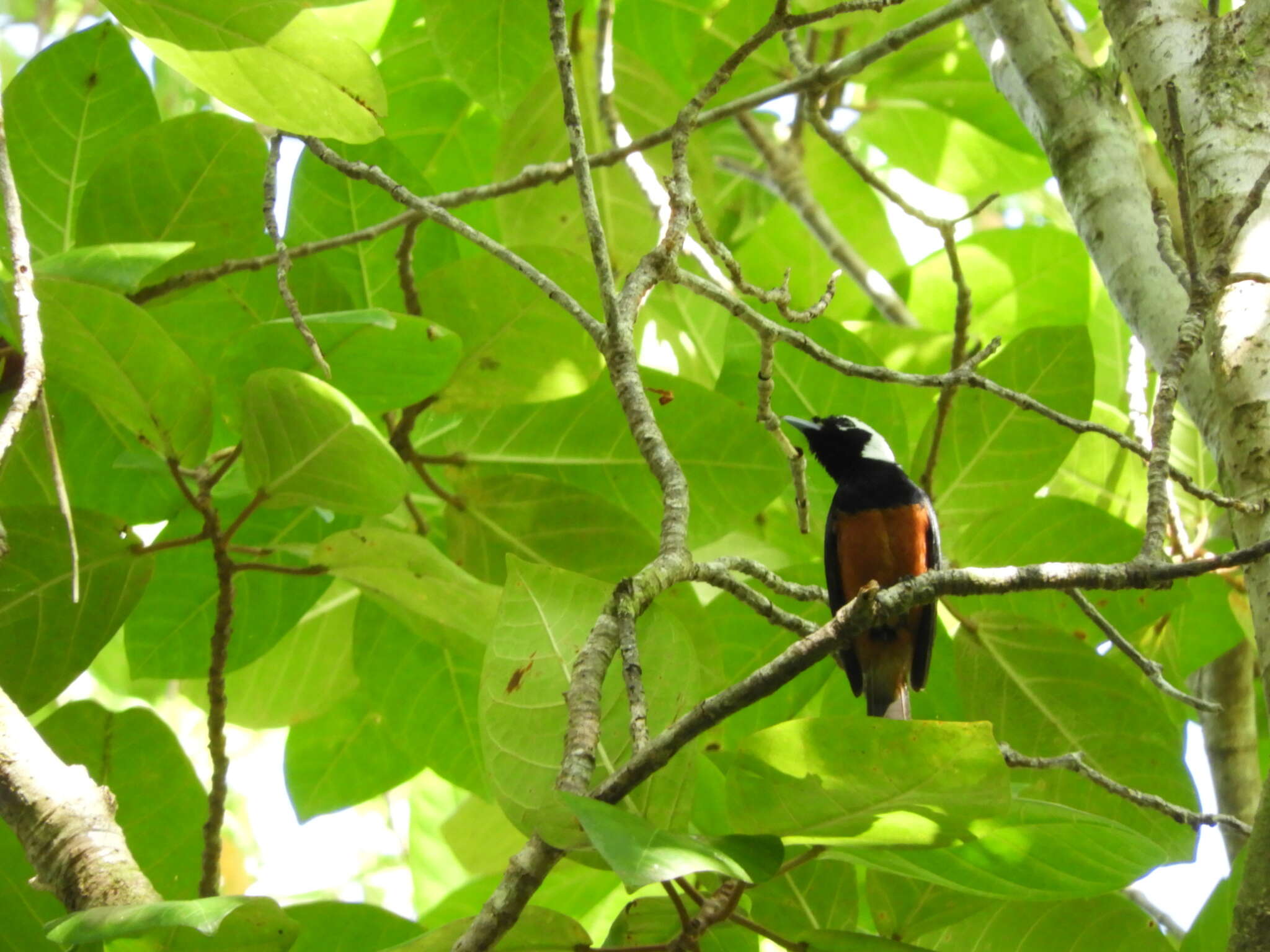 Image of White-capped Monarch