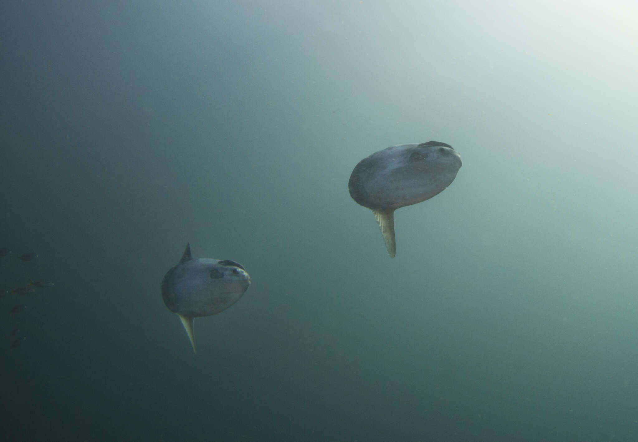 Image of Bumphead sunfish