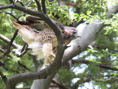 Image of Red-tailed Hawk