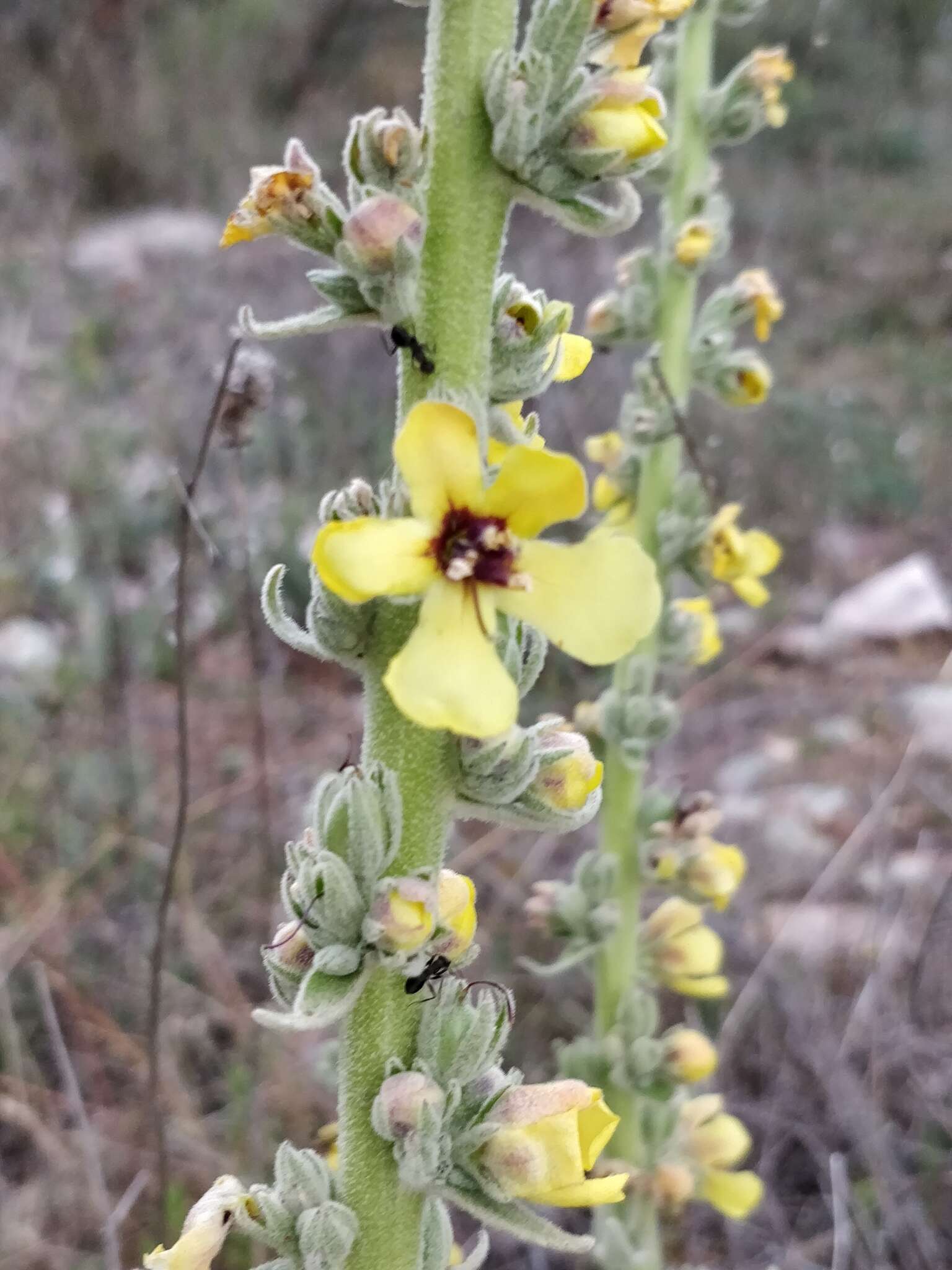 Imagem de Verbascum rotundifolium Ten.