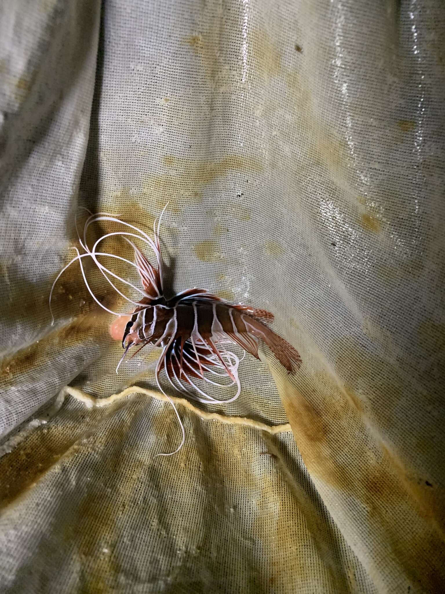 Image of Radial firefish