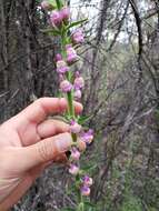 Sivun Antirrhinum thompsonii D. J. Keil kuva