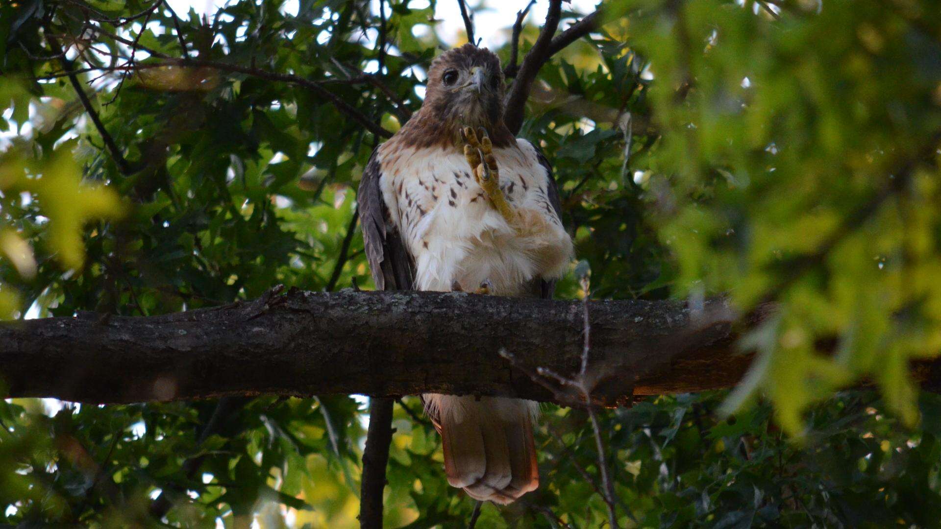 Image of Red-tailed Hawk