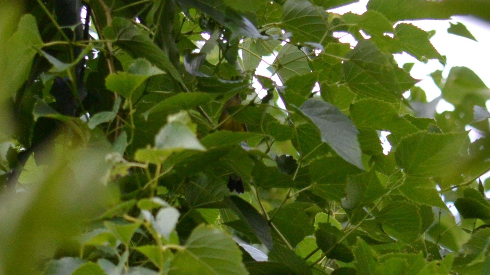 Image of Magnolia Warbler