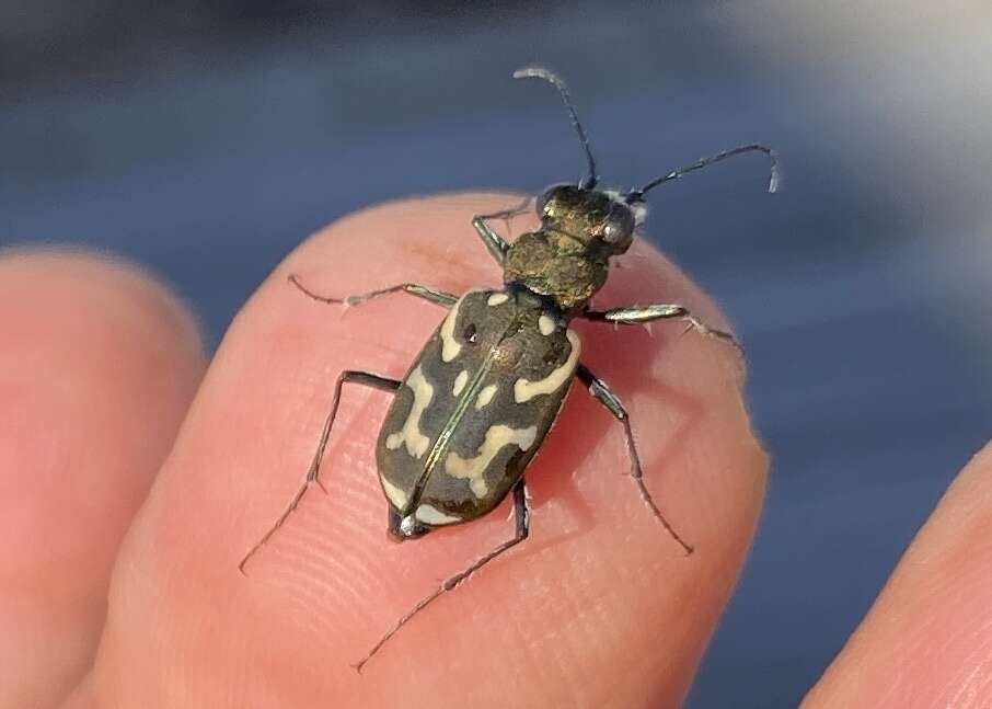 Plancia ëd Cicindela (Ropaloteres) lurida Fabricius 1781