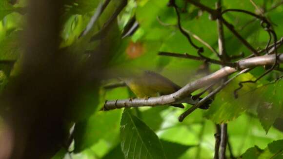 Image of Magnolia Warbler