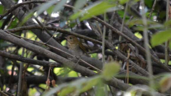 Image of Veery