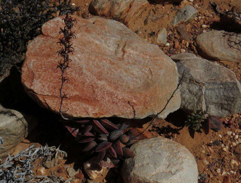 Sivun Adromischus triflorus (L. fil.) Berger kuva