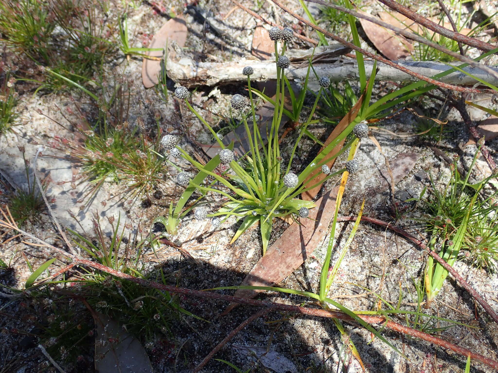 Sivun Eriocaulon scariosum Sm. kuva