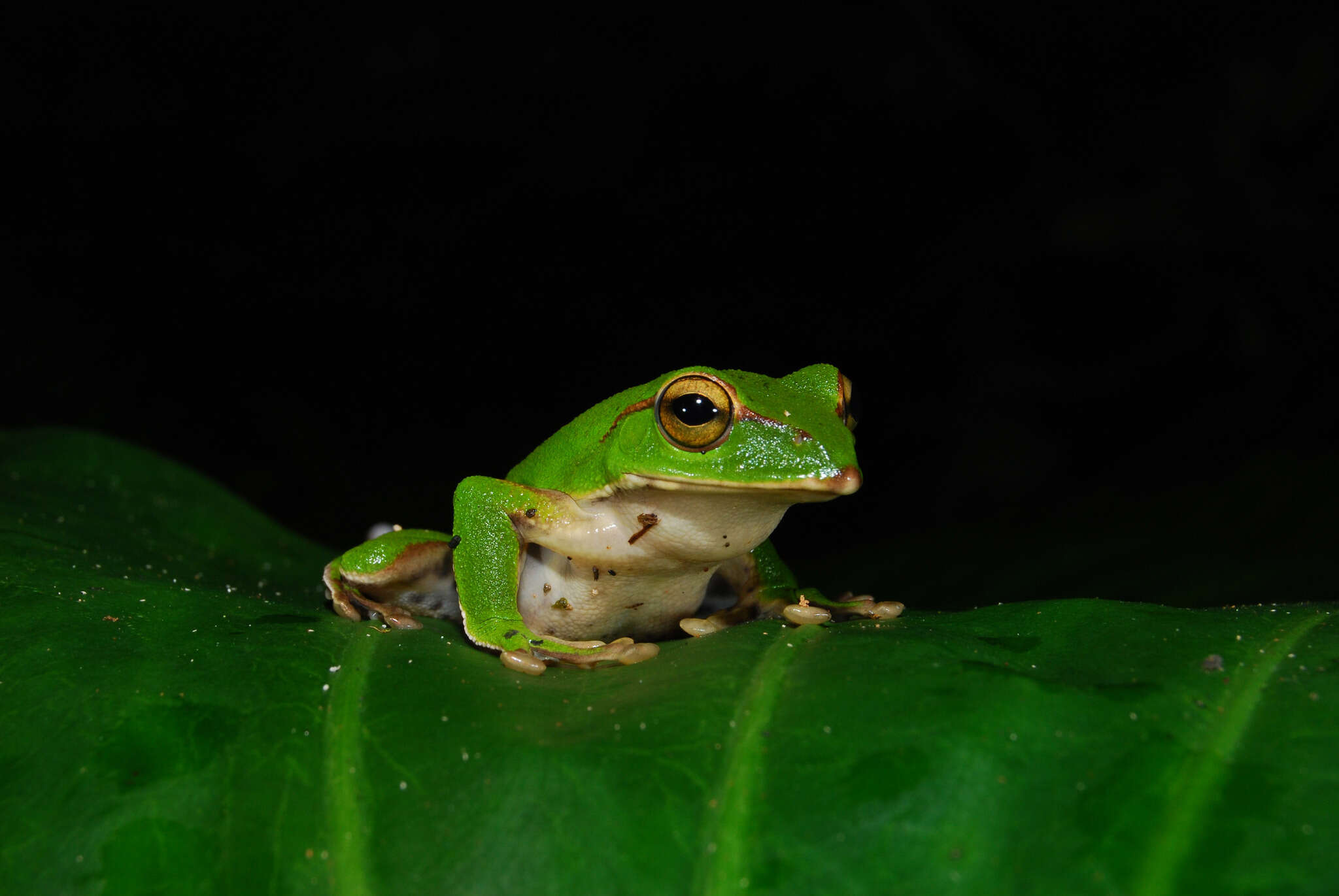 Image of Zhangixalus prasinatus (Mou, Risch & Lue 1983)