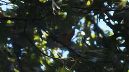 Image of Blackburnian Warbler