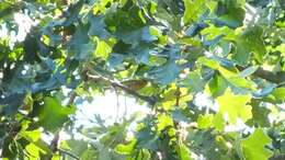 Image of Blackburnian Warbler