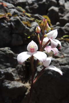 Слика од Disa tripetaloides (L. fil.) N. E. Br.