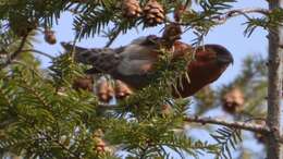 Image of eastern hemlock