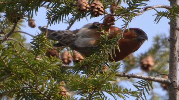 Image of eastern hemlock